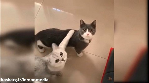 ویدیوی جالب از بچه گربه های بامزه