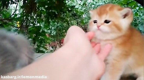 ویدیوی جالب از 3 تا بچه گربه