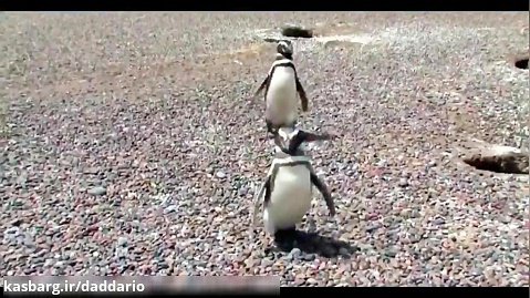 مستند حیات وحش | نبرد شدید و وحشیانه پنگوئن ها