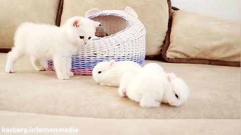 ویدیوی جالب از بچه گربه ها و بچه خرگوش ها