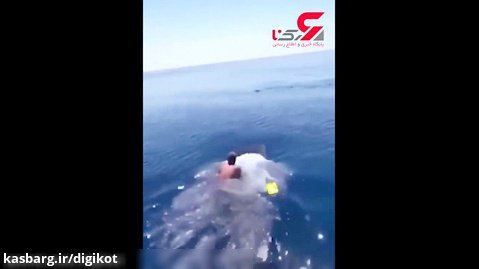 اقدام باورنکردنی یک مرد عربستانی برای سوار شدن بر پشت کوسه نهنگ