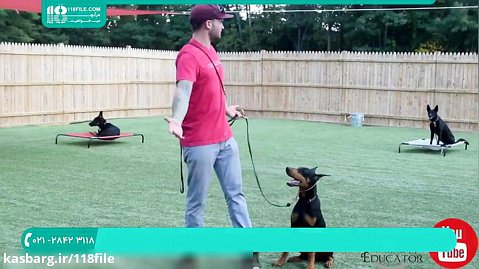 آموزش تربیت سگ | نحوه تربیت سگ هاسکی | آموزش توله سگ