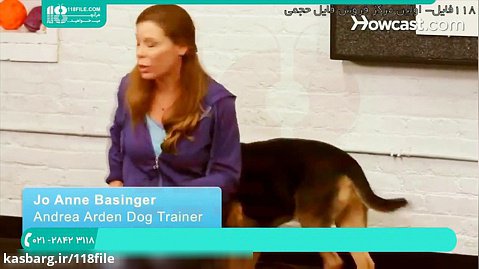 آموزش تربيت سگ | تربیت سگ شکاری ( آموزش دراز کشیدن )