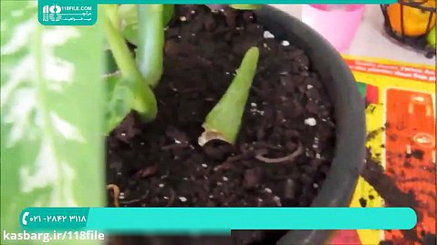 آموزش کاشت گل و گیاه | پرورش گل و گیاهان زینتی آپارتمانی ( رشد گیاه دیفن باخیا )