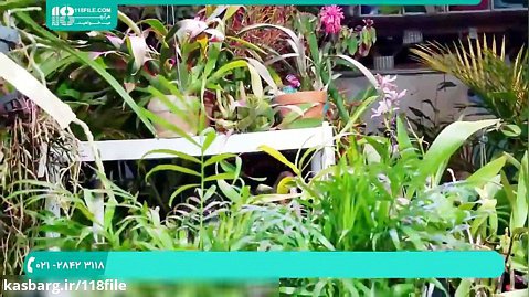 آموزش کاشت گل و گیاه | پرورش گل و گیاهان زینتی آپارتمانی (کاشت گیاه پالور پالم)