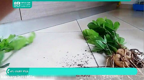 آموزش کاشت گل و گیاه | پرورش گل و گیاهان زینتی آپارتمانی (تکثیر گیاه زاموفیلیا)