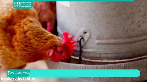 آموزش پرورش مرغ بومی | پرورش مرغ گوشتی محلی ( 3 راه برای درمان مرغ )