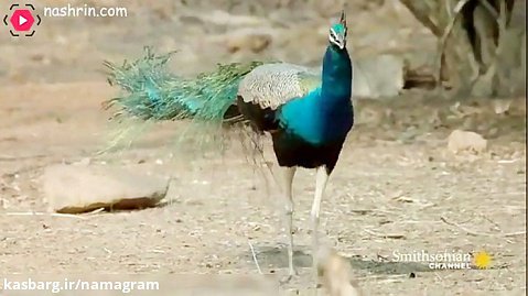 طاووس های نر برای جذب همسر با پرهای زیبای خود را باز می کنند