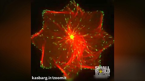 ساختار ستاره‌ای موسوم به استر در یک سلول حیوانی