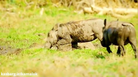 Unbelievable. Monkeys Rush To Rescue Warthog In The Siege Of Wild Dogs