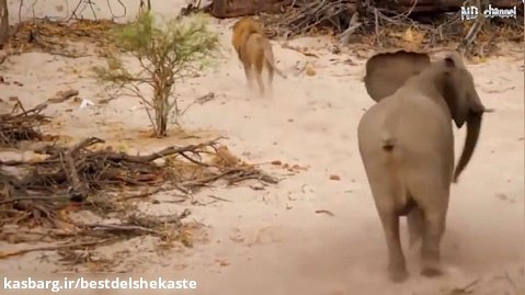 مستند حیات وحش,محافظت فیل از نوزاد خود در مقابل حمله گله ی شیرها,مستند