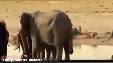 جنگ خونین بین گله فیل ها و گله شیرهای ماده