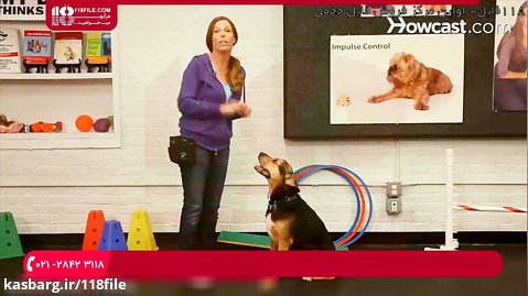 آموزش تربیت سگ | تربیت سگ شکاری | تربیت سگ خانگی (دست دادن به سگ)