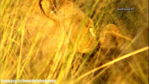 درگیری  شیر ها جنگ حیوانات
