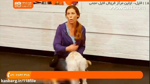 آموزش تربیت سگ | تربیت سگ خانگی | فیلم تربیت سگ ( جمع کردن اشیاء توسط سگ )