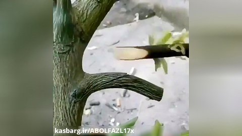 آموزش پیوند زدن درخت