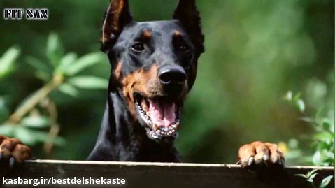 سگ دوبرمن بهترین سگ محافظ جهان شد
