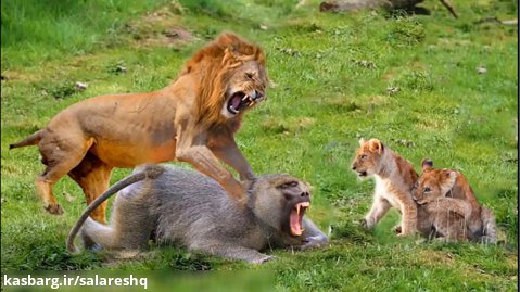 میمون گوشتخوار بچه شیر میدزده بخوره و حمله گسترده خونین شیرها براپس گرفتن بچه HD