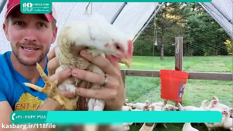 آموزش پرورش مرغ محلی(پرورش مرغ های گوشتی در هفته ششم خوردن غلات)