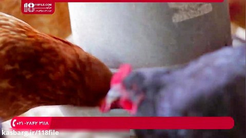 آموزش پرورش مرغ گوشتی | مرغ محلی (مقدار غذای لازم مرغ ها)