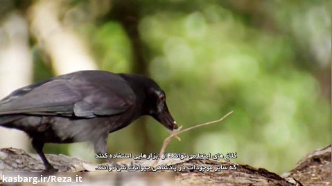 مستند منقار و مغز: پرندگان نابغه 2013 - زیرنویس فارسی