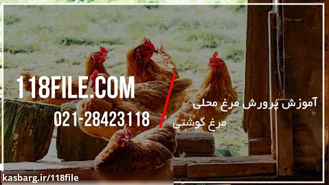 آموزش پرورش مرغ محلی | پرورش مرغ گوشتی (پرورش مرغ های گوشتی در هفته چهارم)