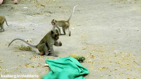 شوخی خرکی خنده دار با میمون ها