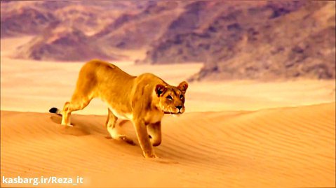 مستند جنگجویان صحرا: شیرهای نامیب 2016 با زیرنویس فارسی