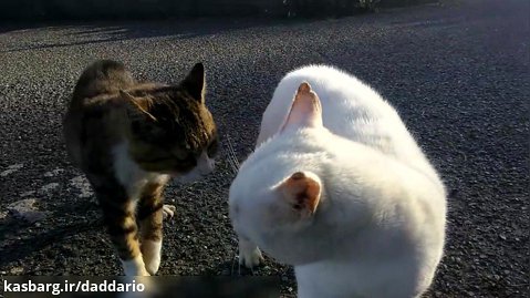 درگیری لفظی جالب دو گربه
