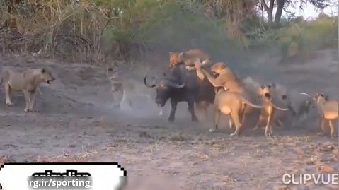 حیات وحش - حمله گروهی شیرها به بوفالو