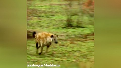 مستند حیات وحش | آهو پیروز کل‌کل کفتار و یوزپلنگ!