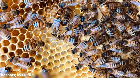آموزش زنبورداری | نگهداری زنبور عسل ( آپدیت دسته با تکان دادن )