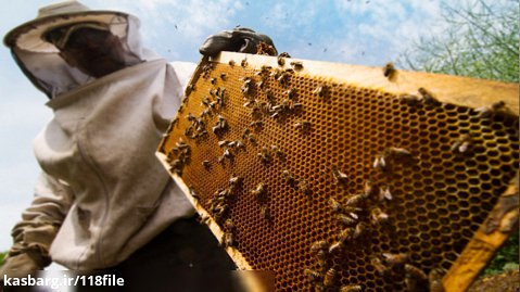 آموزش زنبورداری | نگهداری زنبور عسل ( محصور کردن ملکه )