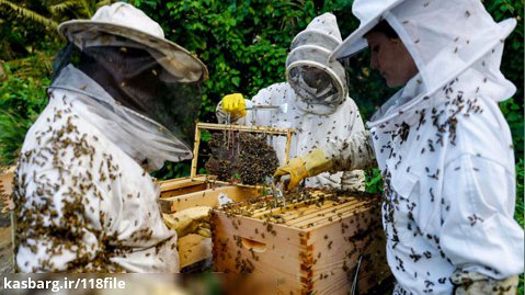 آموزش زنبورداری | نگهداری زنبور عسل ( تشریح میکروسکوپی انگل نایی )