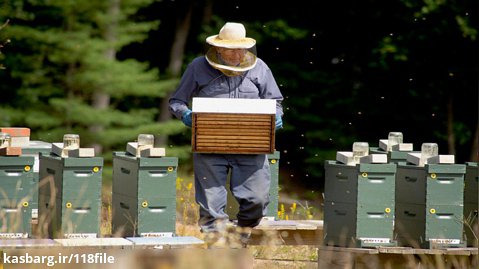 آموزش زنبورداری | نگهداری زنبور عسل ( روش بررسی سوپر برای عسل آماده )
