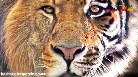 رازبقاء حیات وحش - مستند شکار - شکار گاومیش توسط شیر