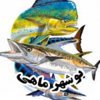 بوشهر ماهی